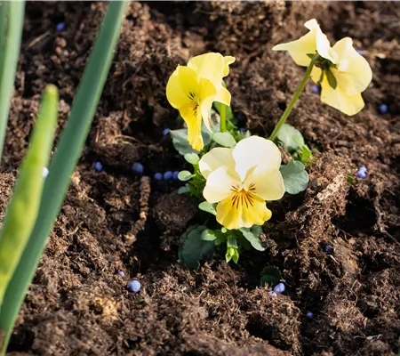 Dünger – organisch oder doch eher mineralisch?