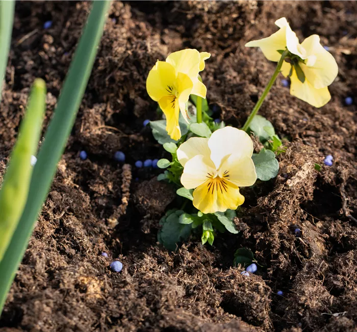 Dünger – organisch oder doch eher mineralisch?