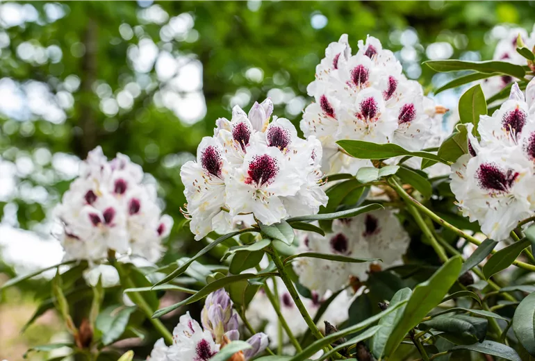 Rhododendron Hybride 'Sappho'