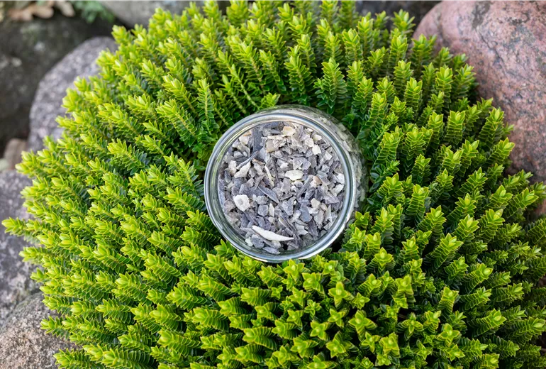 Dünger - Hornspäne