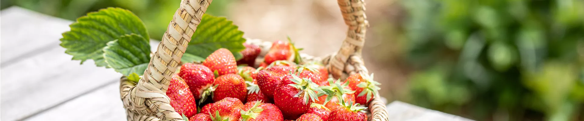 Fragaria x ananassa 'Malwina'