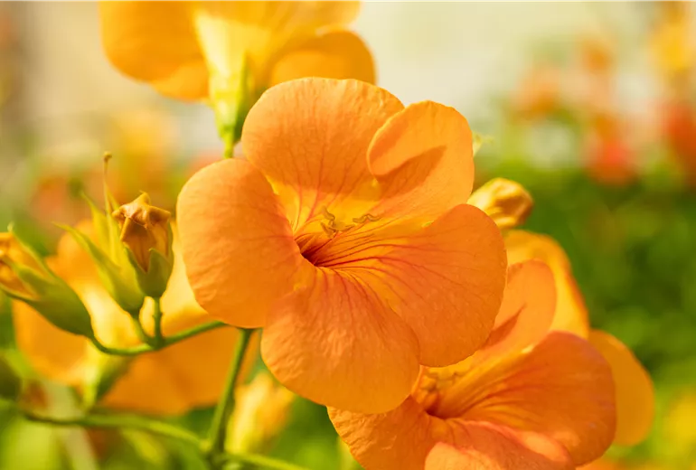 Campsis grandiflora