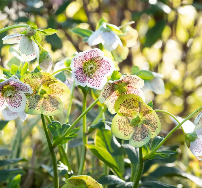 Christrosen pflanzen und für elegante Blüten sorgen