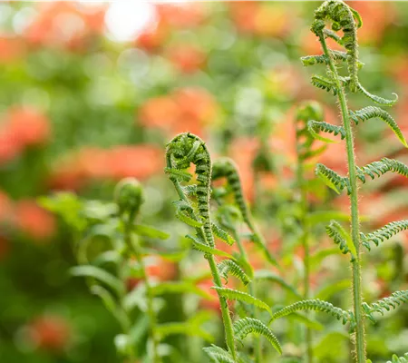 Der richtige Umgang mit giftigen Farnen im Garten