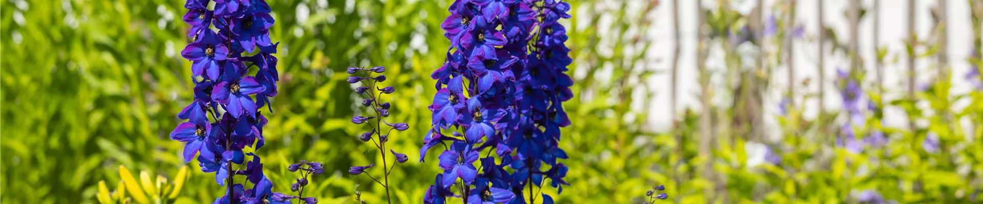 Delphinium x elatum 'Finsteraarhorn'