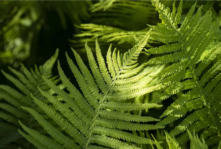 Dryopteris erythrosora