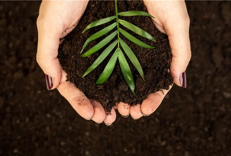 Grünpflanzen- und Palmenerde