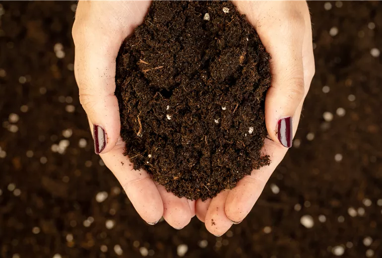 Anzucht- und Kräutererde