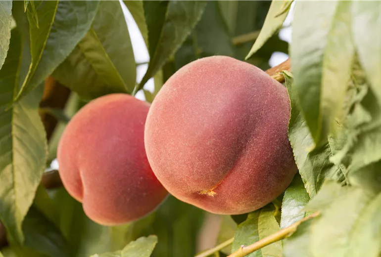 Prunus persica