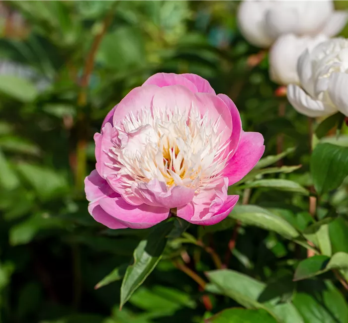 Pfingstrosen pflanzen und einmalige Blüten erleben
