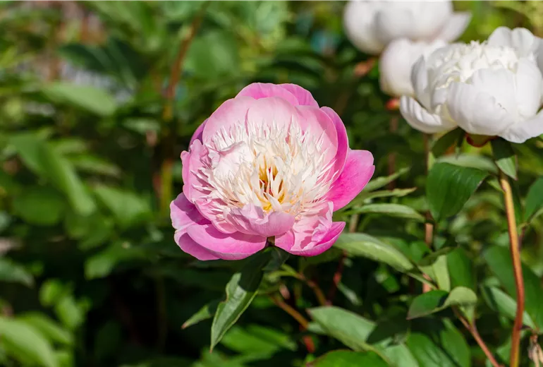 Paeonia lactiflora 'Bowl of Beauty'