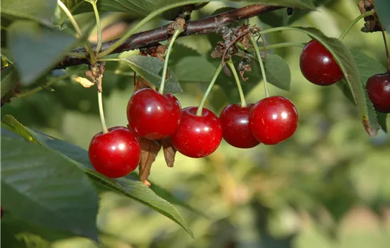 Obstgehölze zurückschneiden und damit jung und frisch halten