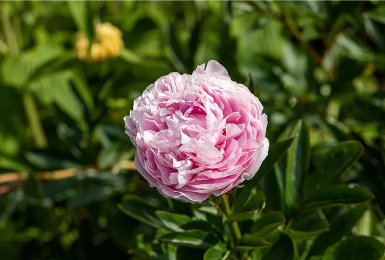 Paeonia lactiflora, rosa