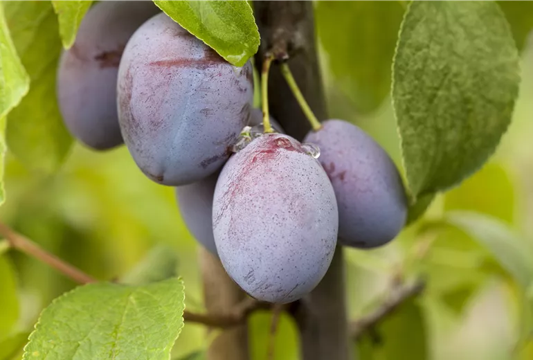 Prunus domestica subsp. domestica 'Basler Hauszwetschge'