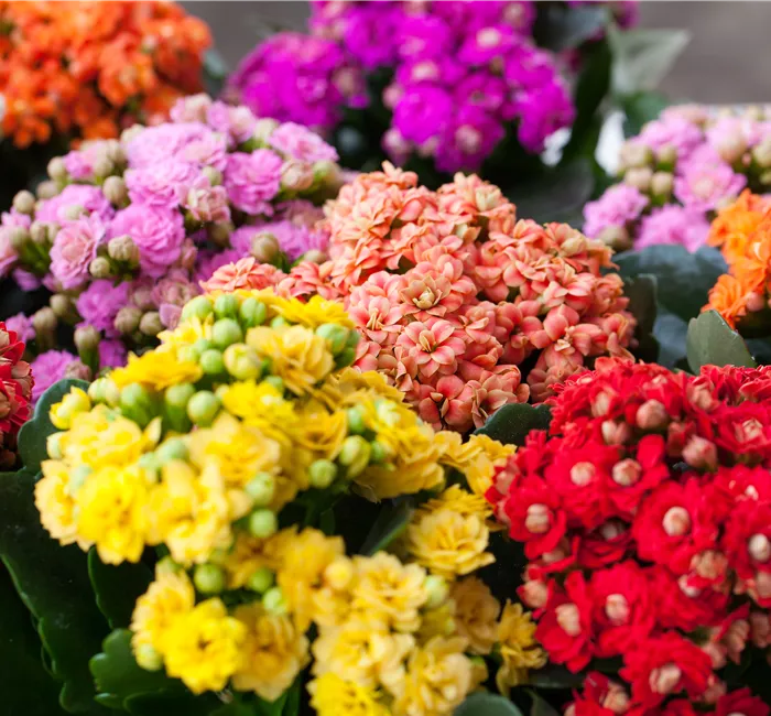 Kalanchoe pflanzen und Blüten im Winter genießen