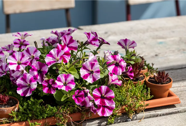 Petunia
