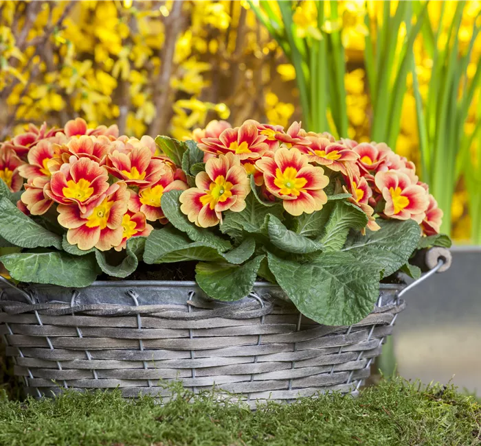 Primeln pflanzen und einen bunten Frühling genießen
