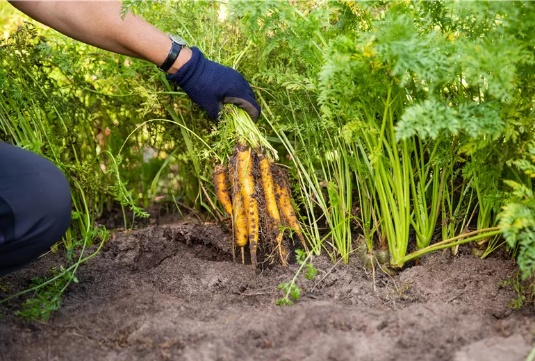 Gemüseernte - Karotten