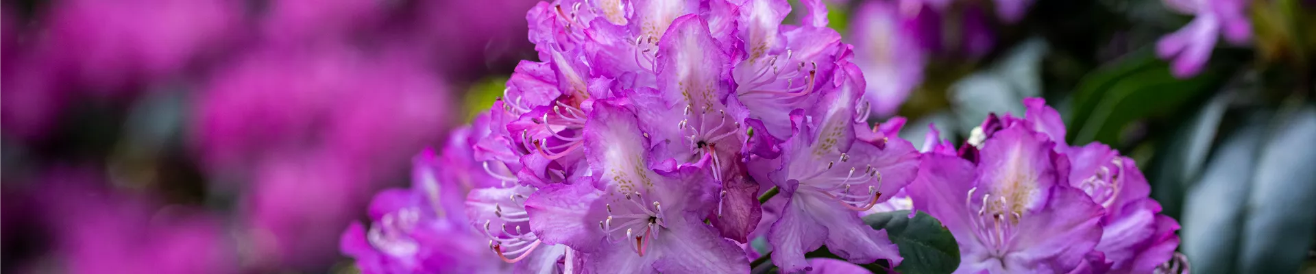 Rhododendron 'Alma'