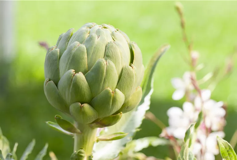 Cynara scolymus