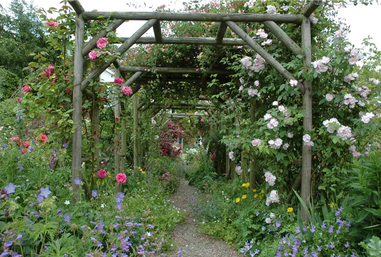 Pergola mit Kletterrosen
