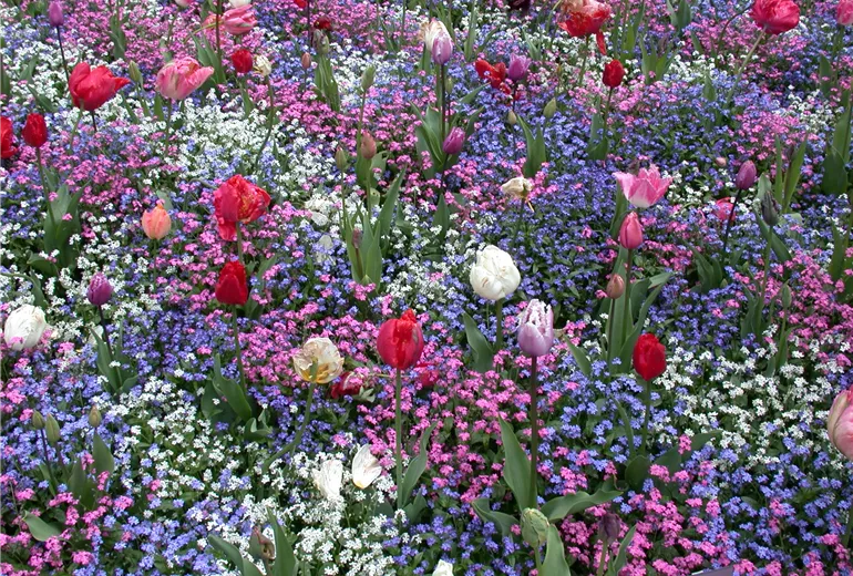 Myosotis sylvatica, Tulipa