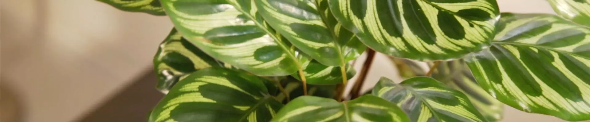 Korbmarante (Thumbnail)