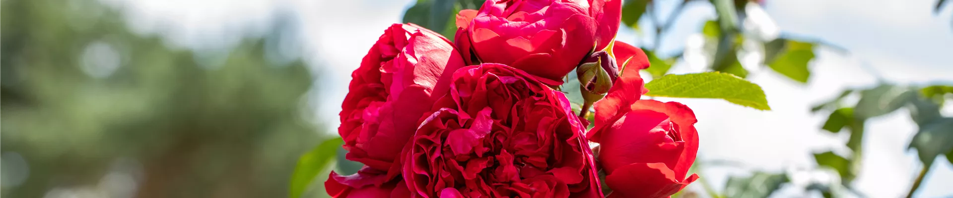 Kletterrose, rot