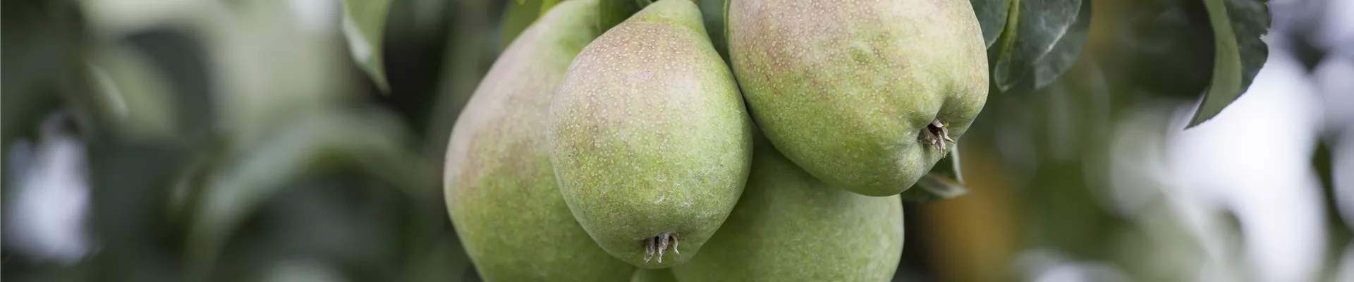 Pyrus communis