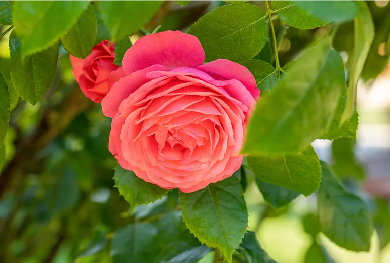 Kletterrose, rot