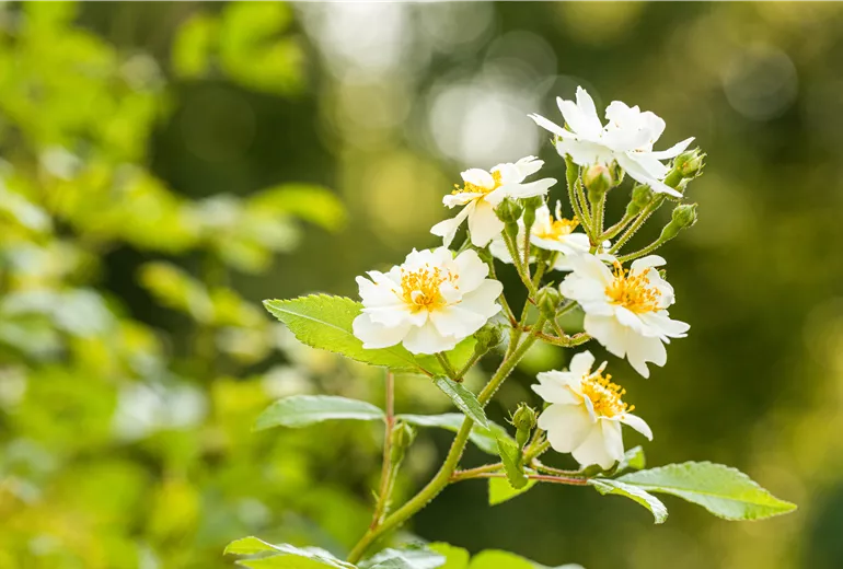 Kletterrose, weiß