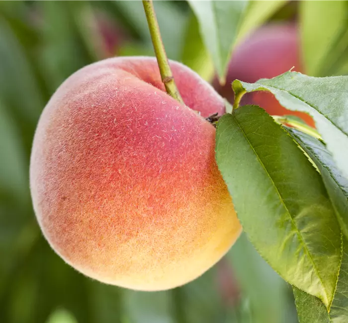 Leckere Snacks im Sommer – Pfirsich aus dem eigenen Garten