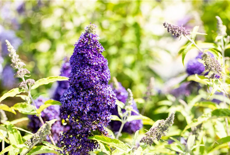 Buddleja davidii BUZZ™ 'Midnight'