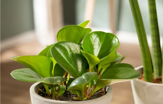 Zimmerpflanzen umtopfen – So werden grüne Mitbewohner groß