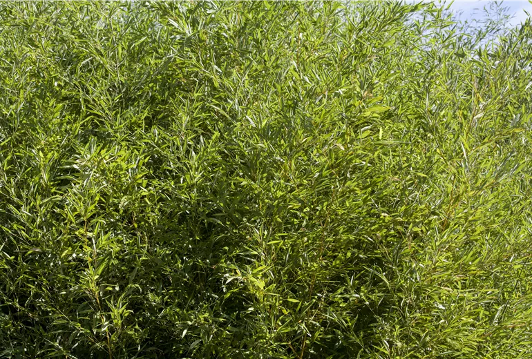 Fargesia murielae