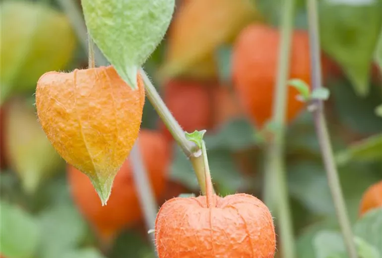 Physalis alkekengi var. franchetii