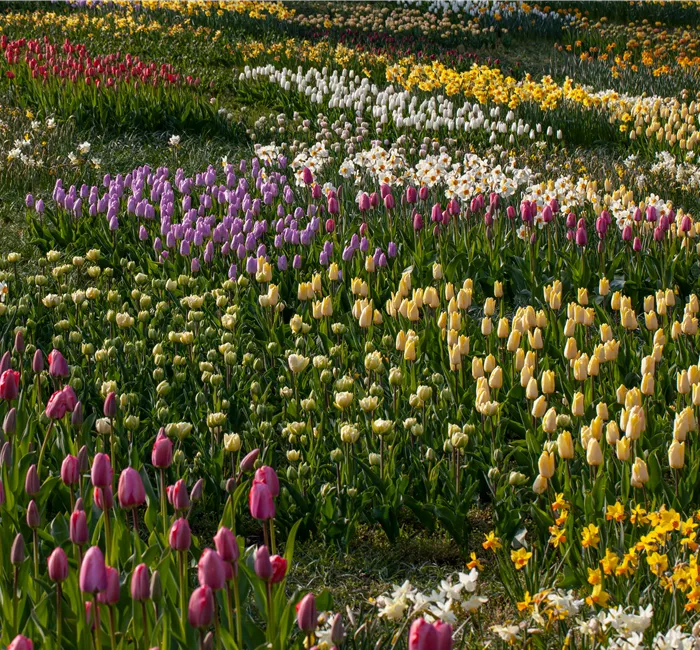 Zwiebel- und Knollenpflanzen zurückschneiden – Ja oder nein? 