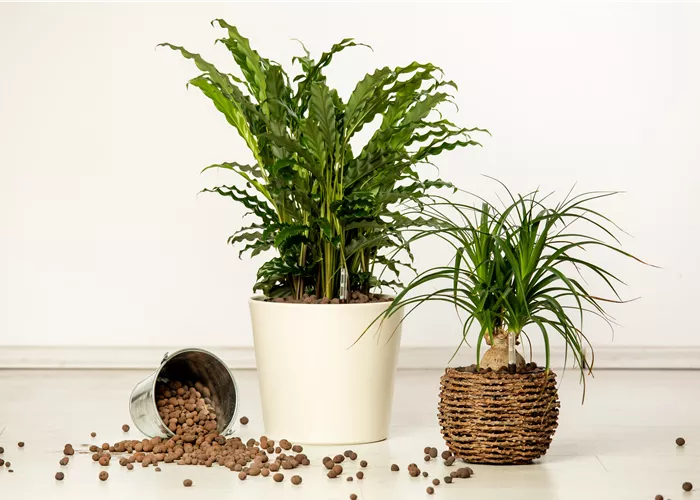 Hydrokultur – ideal als Alternative zur Aufzucht im Erdboden Hydrokultur – ideal als Alternative zur Aufzucht im Erdboden