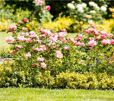 Bezaubernde Gartengestaltung mit Beetrosen entdecken