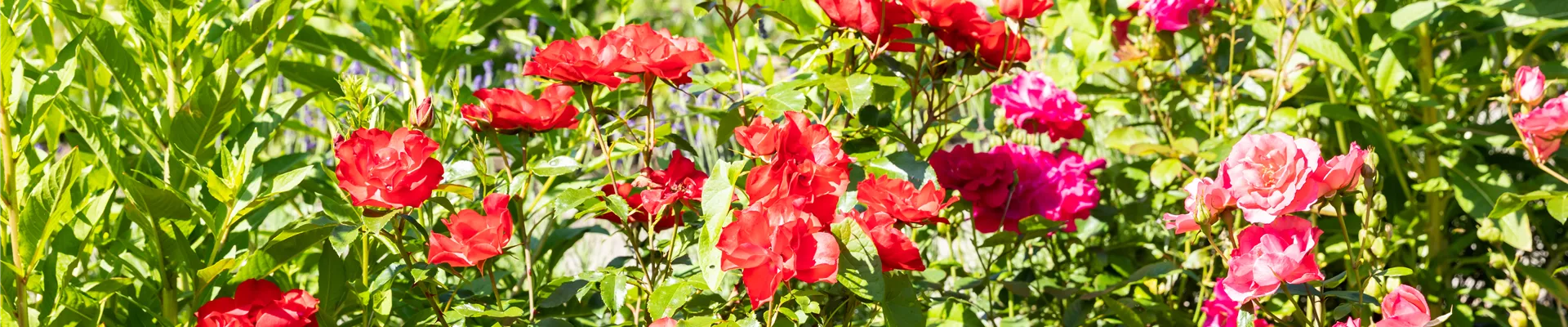 Rosenbeet