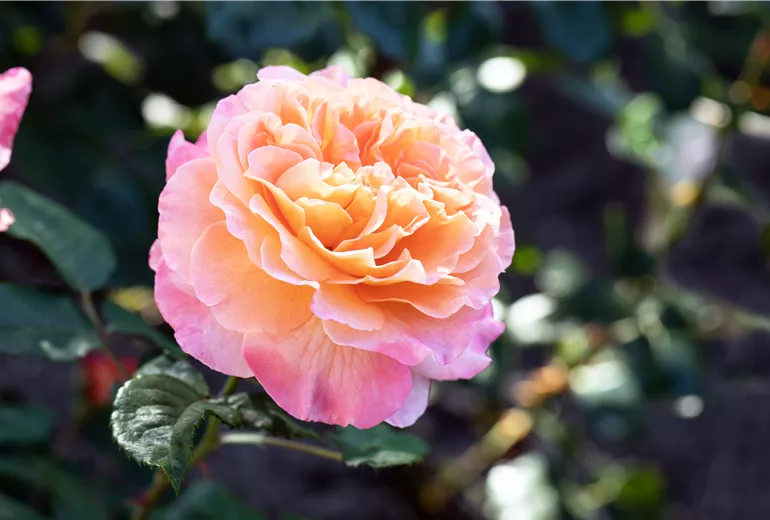 Edelrose, apricot