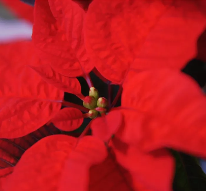 Weihnachtsstern - Umtopfen