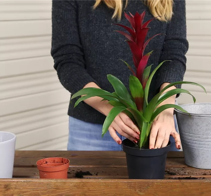 Bromelie - Einpflanzen in ein Gefäß