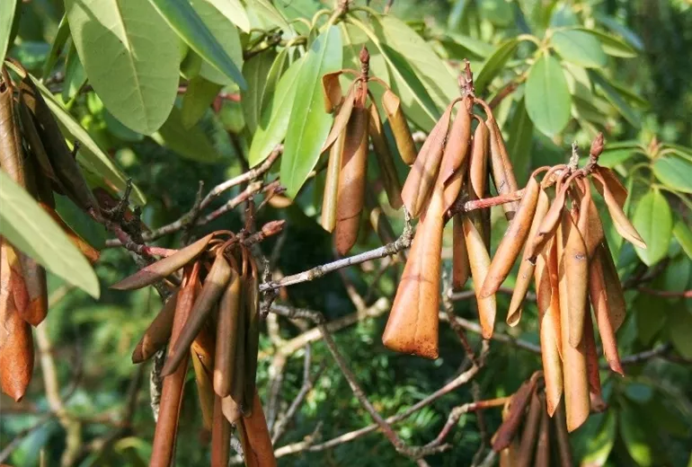 Rhododendronwelke