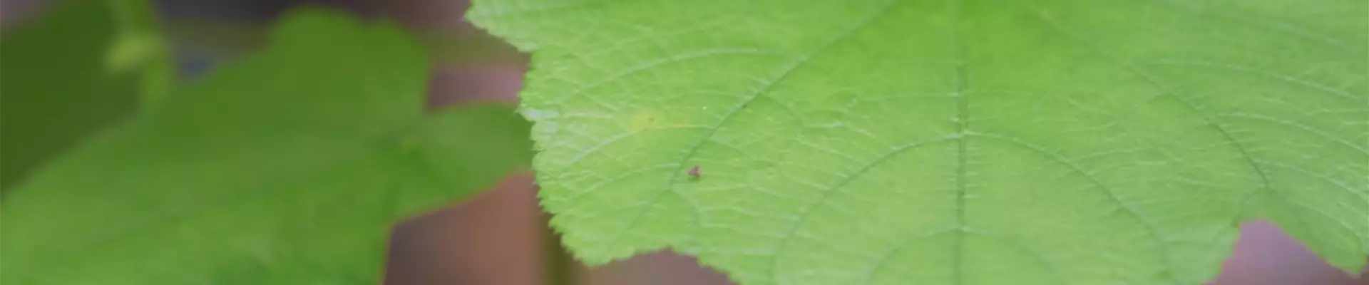 Zimmerlinde - Umtopfen (thumbnail)