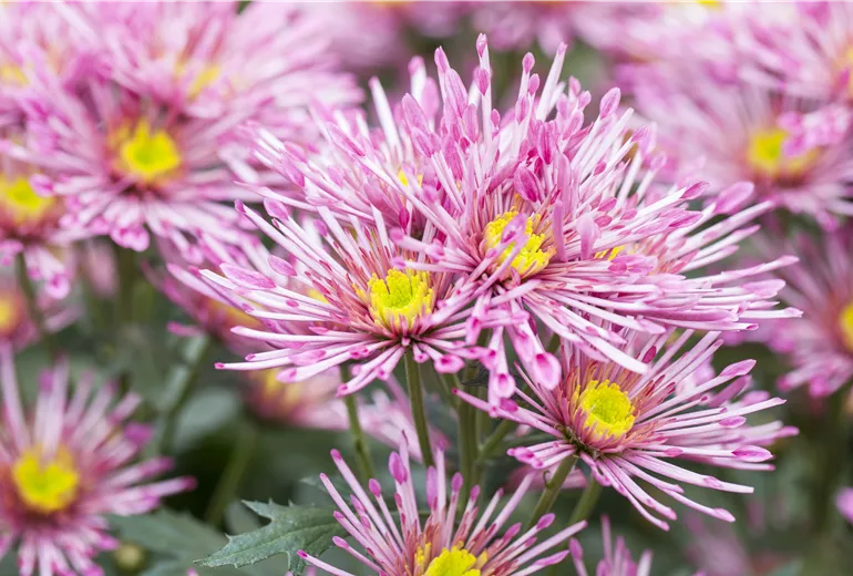 Chrysanthemum indicum 'Annecy Dark'(s)