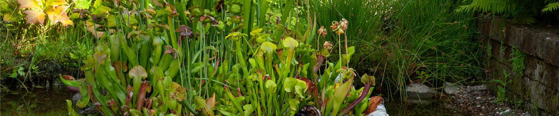 Sarracenia