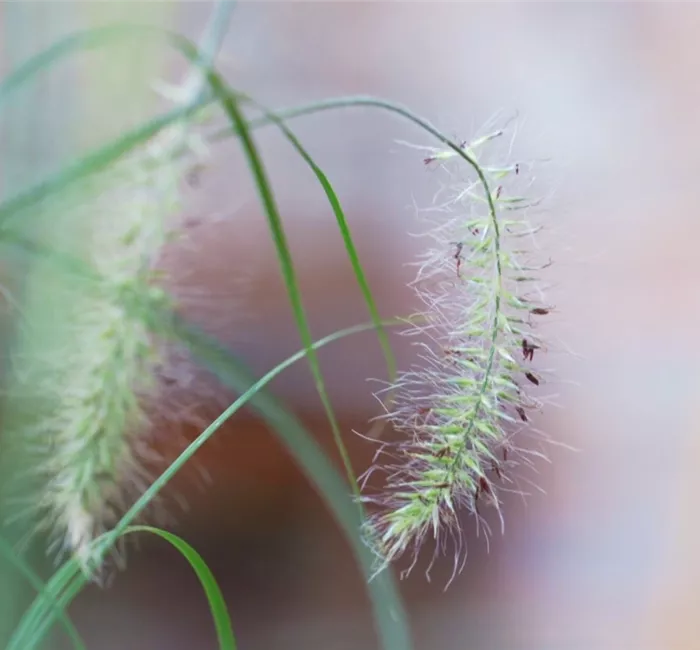 Federborstengras - Einpflanzen im Garten
