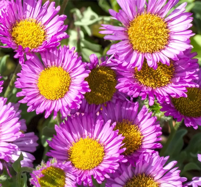 Feinstrahl - Einpflanzen im Garten