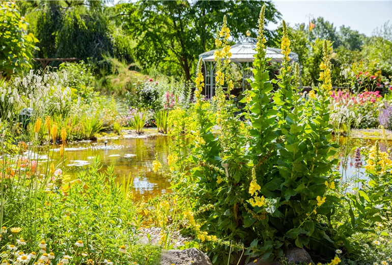 Verbascum densiflorum